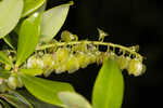 Buckwheat tree <BR>Black titi